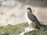 White-throated Caracara / Witkeelcaracara / Phalcoboenus albogularis