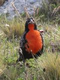 Long-tailed Meadowlark / Grote Weidespreeuw / Leistes loyca