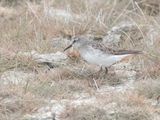 White-rumped Sandpiper / Bonapartes Strandloper / Calidris fuscicollis
