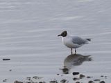 Brown-headed Gull / Patagonische Kokmeeuw / Chroicocephalus maculipennis