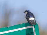 Chilean Swallow / Chileense Zwaluw / Tachycineta leucopyga