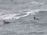Black Scoter / Amerikaanse zee-eend / Melanitta americana