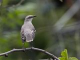 Tropical Mockingbird / Tropische spotlijster / Mimus gilvus