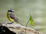 Rusty-margined Flycatcher / Roestvleugeltiran / Myiozetetes cayanensis