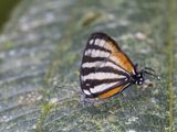 Arawacus lincoides