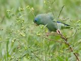 Spectacled Parrotlet / Gebrilde Muspapegaai / Forpus conspicillatus