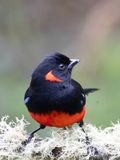 Scarlet-bellied Mountain-Tanager / Roodoorbergtangare / Anisognathus igniventris