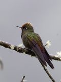 Rainbow-bearded Thornbill / Regenboogdoornsnavel / Chalcostigma herrani