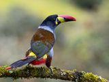 Grey-breasted Mountain-toucan / Grey-breasted Mountain Toucan / Andigena hypoglauca