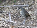Santa Marta Antpitta / Santamartamierpitta / Grallaria bangsi