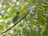 Golden-breasted Fruiteater / Goudbuikcotinga / Pipreola aureopectus