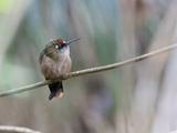 Santa Marta Blossomcrown / Santa-Martabloemkroonkolibrie / Anthocephala floriceps