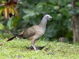Colombian Chachalaca / Colombiaanse Chachalaca / Ortalis columbiana
