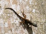 Hispaniolan Gracile Anole / Anolis distichus