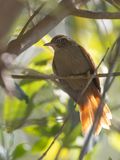 Streak-capped Spinetail / Streepkapstekelstaart / Cranioleuca hellmayri