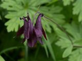 Aquilegia atrovinosa