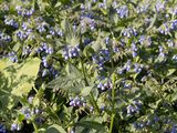 Ruwe smeerwortel / Rough Comfrey / Symphytum asperum