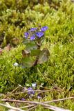 Beekpunge / Veronica beccabunga