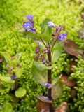Beekpunge / Veronica beccabunga