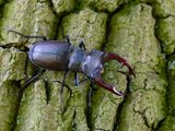 Vliegend hert / European stag beetle / Lucanus cervus