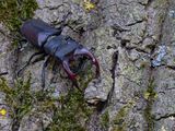 Vliegend hert / European stag beetle / Lucanus cervus
