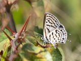 Klein christusdoornblauwtje / Balkan Pierrot / Tarucus balkanicus