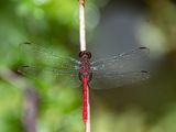 Erythemis haematogastra / Red Pondhawk