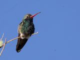 Broad-billed Hummingbird / Breedsnavelkolibrie / Cynanthus latirostris
