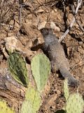 Rotsgrondeekhoorn / Rock Squirrel / Otospermophilus variegatus