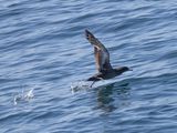Sooty shearwater / Grauwe pijlstormvogel / Ardenna griseus