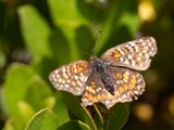 Gabbs Checkerspot / Chlosyne gabbii