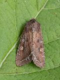 Groente-uil / Bright-line Brown-eye / Lacanobia oleracea 