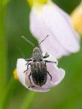 Gestreepte bladsnuitkever / Common Leaf Weevil / Phyllobius pyri