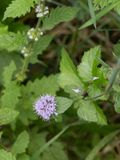 Watermunt / Mentha aquatica