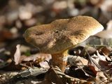 Suillus cavipes / Holsteelboleet / Hollow Bolete