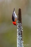 Scarlet Honeyeater