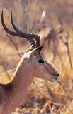 5 Impala 