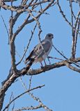 61 Gabar Goshawk