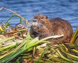 Nutria_Vertebrate.jpg