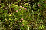 66county.lantana.JPG