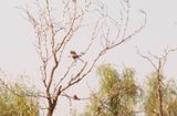 726County.vermilionflycatcher.JPG