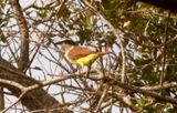 115countygreatkiskadee444444444.JPG
