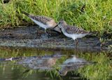 White-rumped Sandpiper / Vitgumpsnäppa (Calidris fuscicollis)