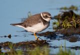Semipalmated Plover / Flikstrandpipare (Charadrius semipalmatus)