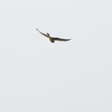 Northern Harrier / Amerikansk kärrhök (Circus hudsonius)