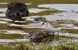 Semipalmated Sandpiper / Sandsnäppa (Calidris pusilla)