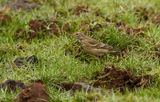 American Pipit / Hedpiplärka (Anthus rubescens)