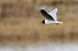 Little Gull / Dvärgmås (Hydrocoloeus minutus)