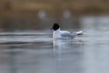 Little Gull / Dvärgmås (Hydrocoloeus minutus)