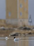 Little Gull / Dvärgmås (Hydrocoloeus minutus)